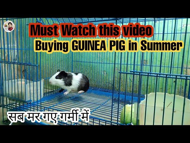 How to Care Guinea Pig in Summer || गर्मी में गिनी पिग की देख भाल कैसे करे #guineapig