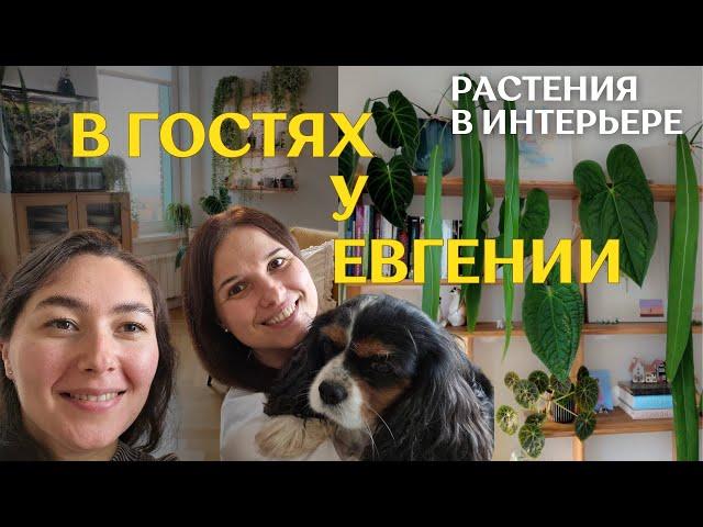 ОЧЕНЬ красивая КВАРТИРА с РАСТЕНИЯМИ |  ТЕРРАРИУМЫ с ящерками | в гостях у ЕВГЕНИИ 