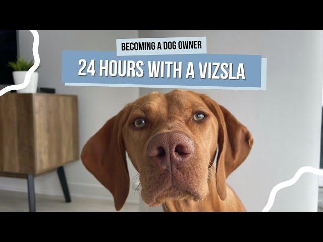 What It's Actually Like Owning a Vizsla | Spend the Day With Willa