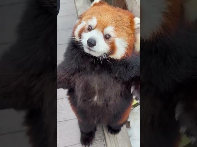 Adorable Red Panda  #shorts