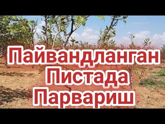 Пайванд писталарни парвариши