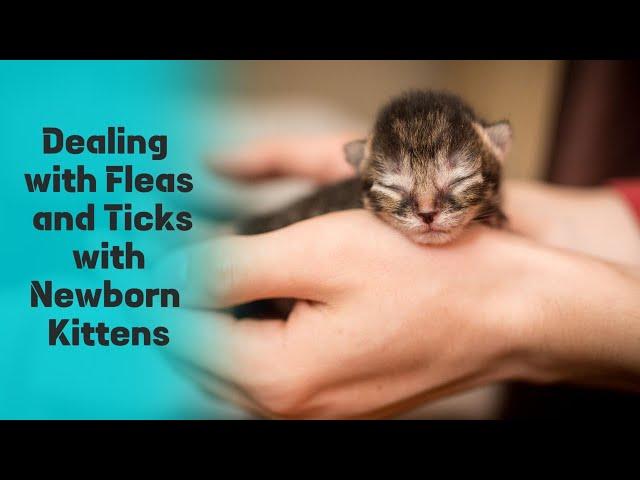 The Safest Approach: How to Deal with Fleas and Ticks with Newborn Kittens 