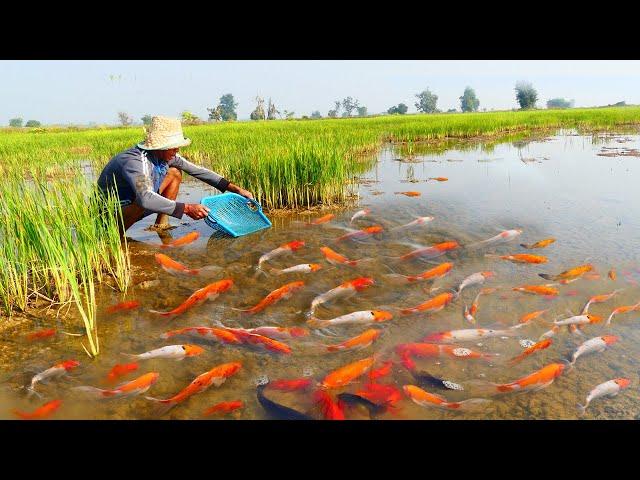 Wow catch Japan KOI fish, Orenda Cap fish, red fish at rice field for raising