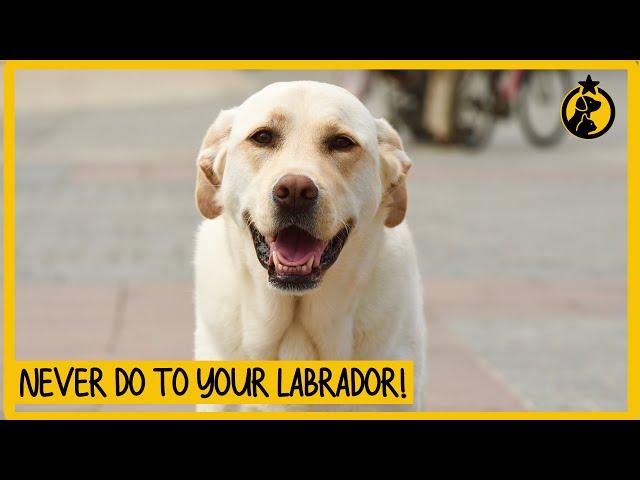 5 Things You Must Never Do to Your Labrador Retriever