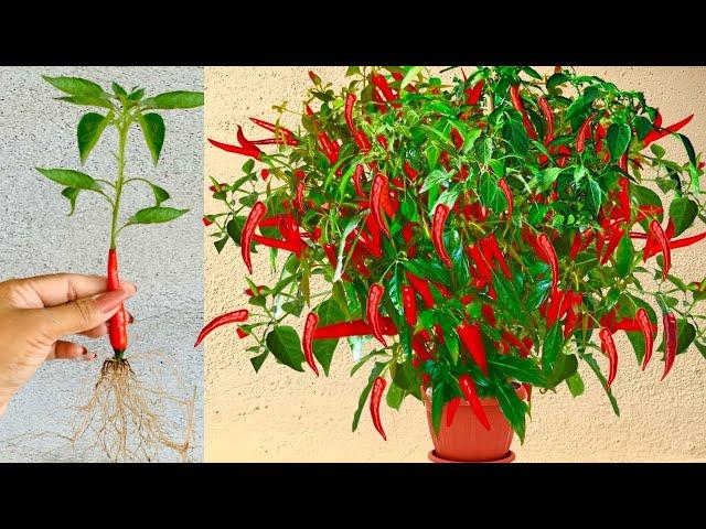 Just sand the chili peppers grow like crazy