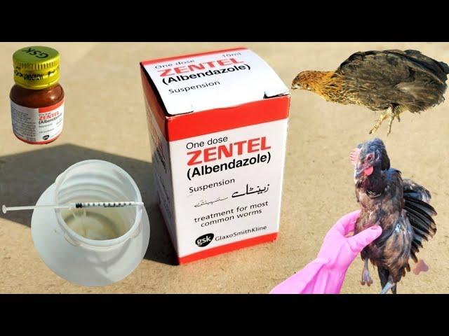 Zentel for Poultry Birds | Backyard Chickens Deworming | Dr. ARSHAD