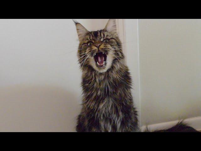 Maine Coon Moose MEOWS Kitten Vs Adult