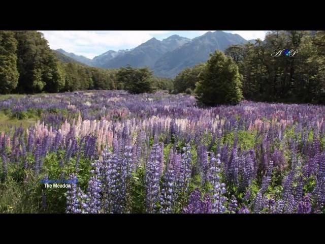 Alexandre Desplat - The meadow