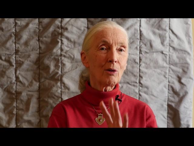 Jane Goodall über den Film: The Ivory Game