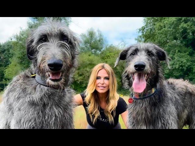 WOLF KILLERS? - The Scottish Deerhound