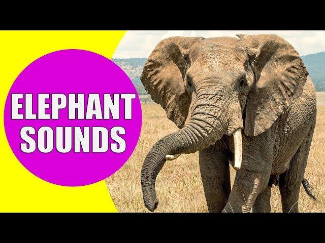 ELEPHANT SOUNDS FOR KIDS - Learn Trumpeting, Rumbling, and Roaring Sound Effects of Elephants