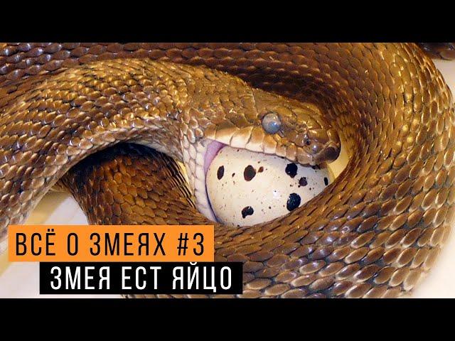 ПОЛОЗ ест перепелиное ЯЙЦО! / Чем питаются змеи? /  Всё о змеях #3 /  Змеелов - ученый