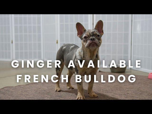 Ginger Our Available French Bulldog Puppy at Woodland Frenchies!