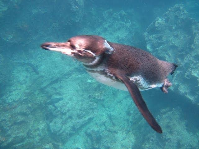 Diving Galapagos HD