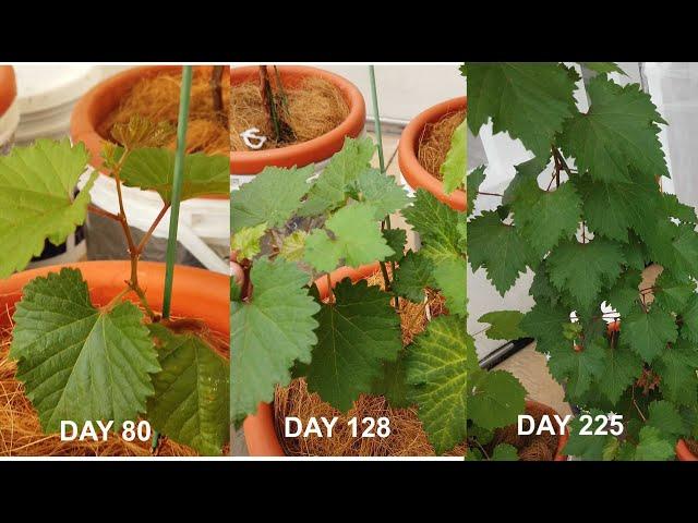 How to grow grapes from seeds - Part 2 ( 2.5 months to 8 months old)