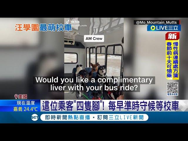 萌翻天~汪汪! 汪星人專屬校車 每早準時守候等上車 阿拉斯加夫妻開辦汪星人學校 "可愛.聽話.守規矩" CNN記者:簡直比小孩更乖│【萌寵54來當家】20230105│三立新聞台