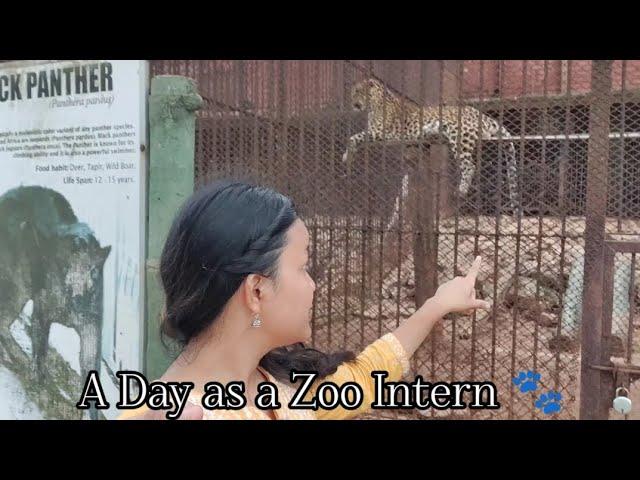 A Day as a Zoo Intern  : Observing Leopard (Don) at  Assam State Zoo [নাহৰফুটুকী বাঘ]