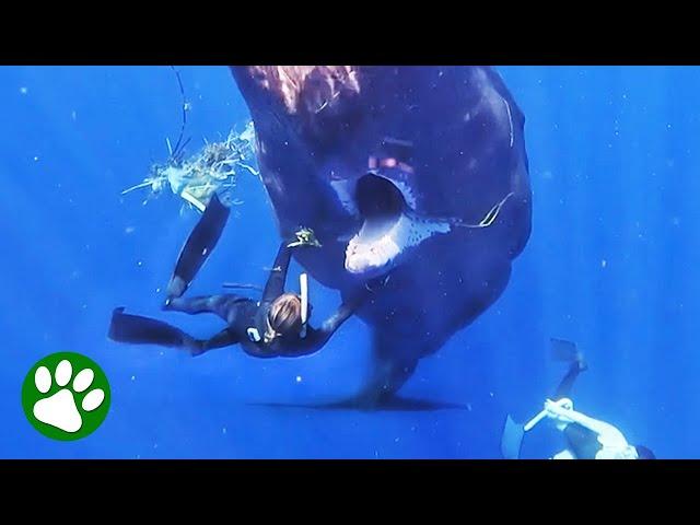 Woman uses her bare hands to save starving whale