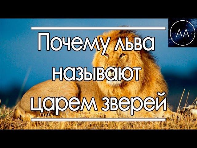 Лев Царь Зверей | All About