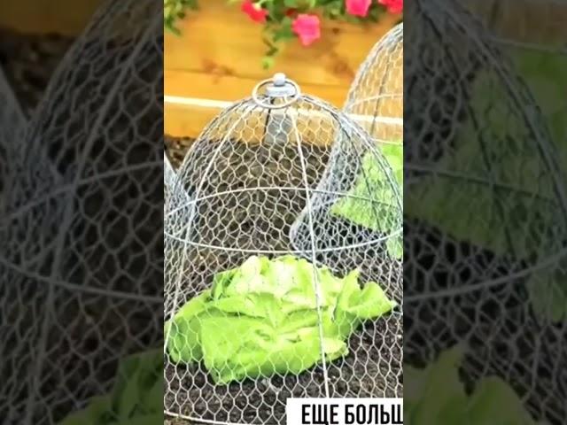 Дачные советы