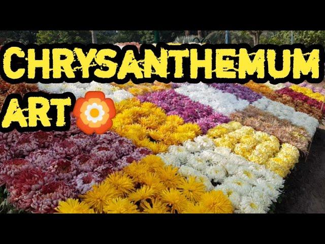 # art one1 # chrysanthemum # exhibition # chrysanthemum winter flower...