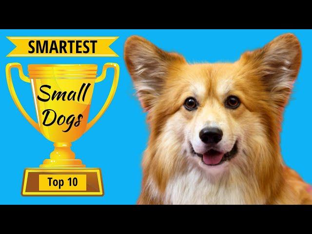 Smartest Small Dogs: Top 10 Small But Highly Intelligent Dog Breeds