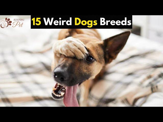 15 Weird Dog Breeds |Bizzare Dogs | Strange Dogs | Unusual Dogs