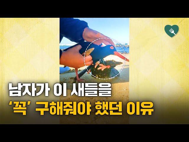 심상치 않아 보인 새 두 마리···지나칠 수 없었던 이유