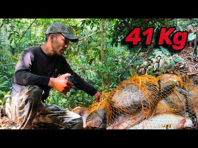 41 Kg Cá Rừng Kinh Khủng Trúng Lớn Sau Những Cơn Mưa Đầu Mùa Big Fish fishing in the forest