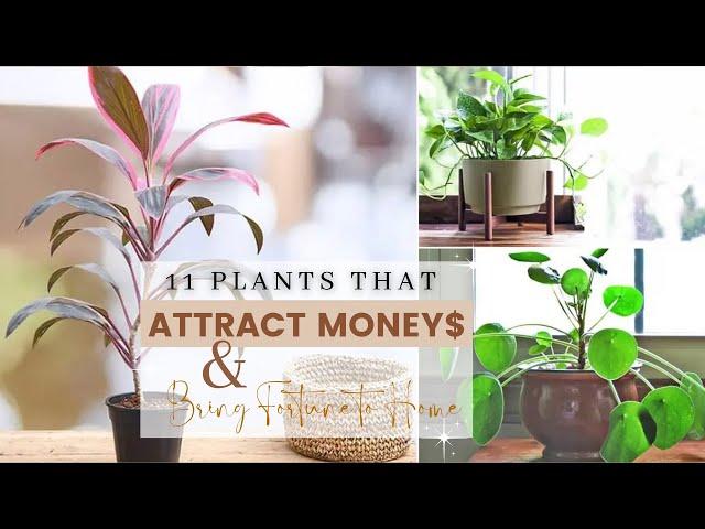 11 Plants that Attract Money$ & Bring Fortune to Home