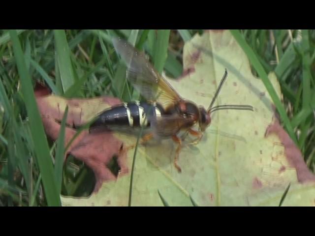 Cicada Killers (Sphecius speciosus) and their dipteran kleptoparasites