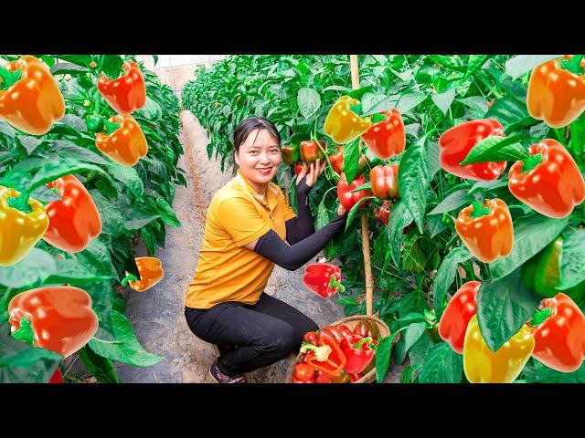 Harvesting Bell pepper to the Market to Sell  plant flowers! Lucia's daily life