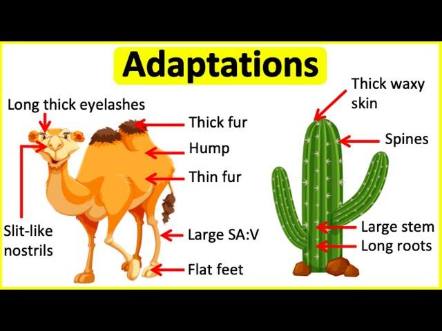 Adaptations | Behavioural, Physiological & structural adaptations | Learn with examples