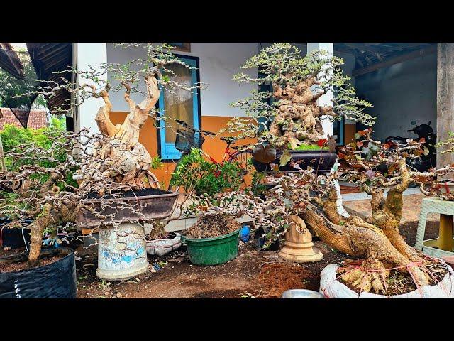 Review Harga Bonsai Koleksian Berbagai Bahan