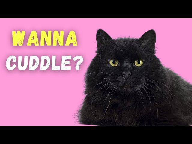 Are Black Cats Affectionate?