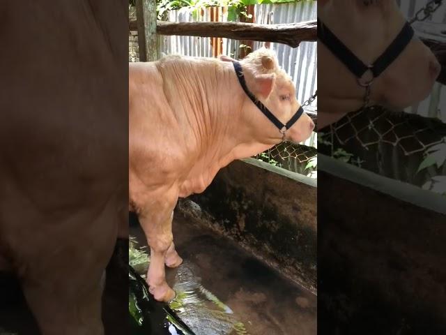 VIRAL!! Sapi BULE dan berotot ️ #peternaksapi #sapi #farm #breding