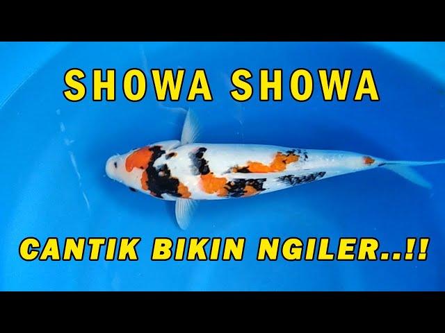 STOK TERBARU IKAN KOI SHOWA DI AGRO KOI FARM