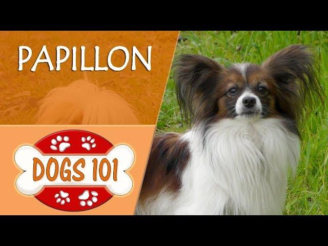 Dogs 101 - PAPILLON - Top Dog Facts About the PAPILLON