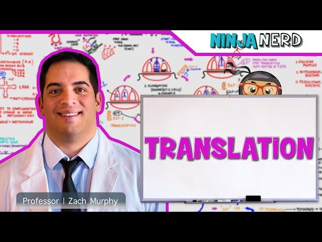 Cell Biology | Translation: Protein Synthesis 