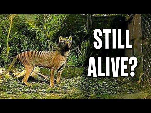 Does This Tasmanian Tiger Evidence Change Everything?