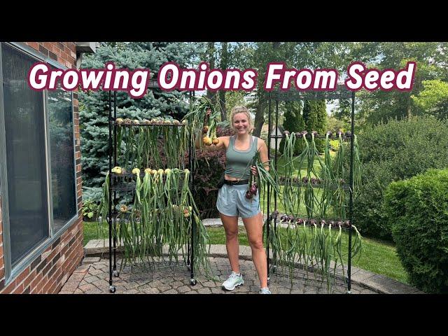 Harvesting & Curing Onions - Growing Onions From Seed in Michigan