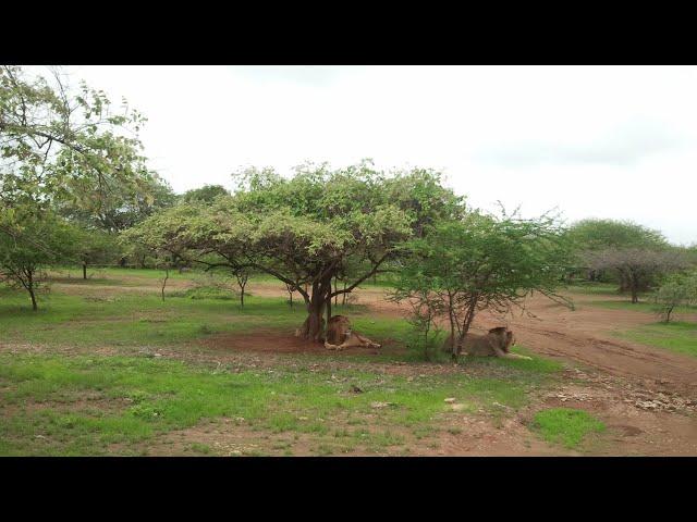 गिर जंगल गुजरात। ["સાસણ-ગીર"]—Hindi Documentary