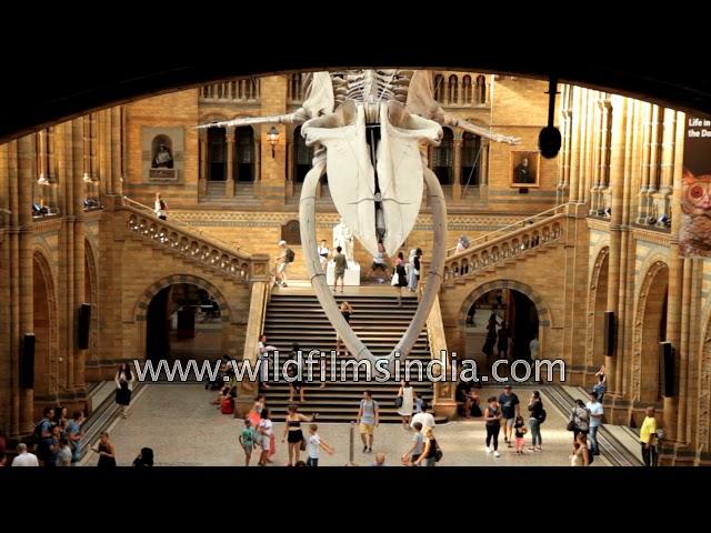 Hope - the giant Blue Whale skeleton hanging in Hintze Hall | Natural History Museum