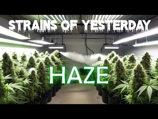 The REAL Story on STRAINS of HAZE Cannabis (2024)