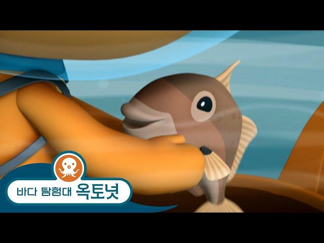 바다 탐험대 옥토넛 - 쥐치 - 모음집