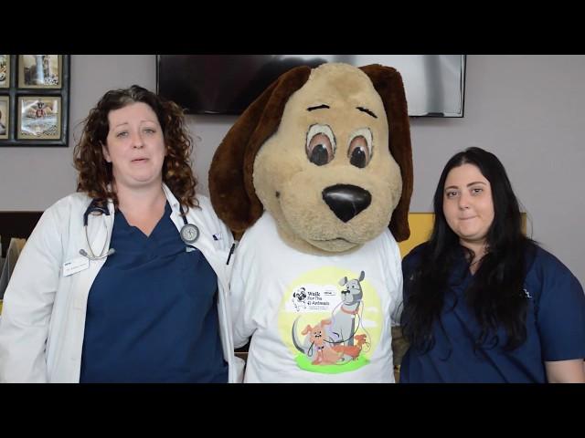 Digger Gets a Wellness Check at VCA Animal Hospitals