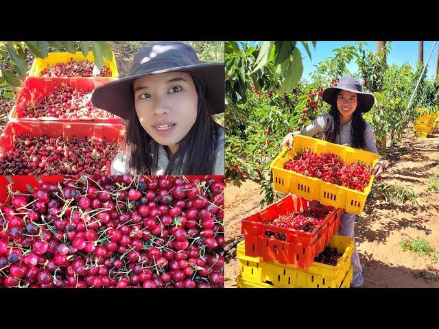 Balik harvesting Cherry tayo  Pinay Sa Australia  