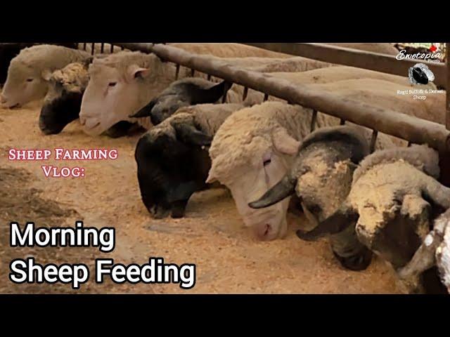 Morning Feedings & Barn Cat Challenges at Ewetopia Farms | Daily Sheep Farming Vlog