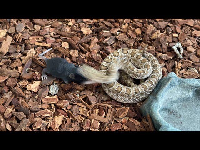 [LIVE FEEDING] 2 rattlesnakes get their first meal after shed INSTANT DEATH AND STRETCH