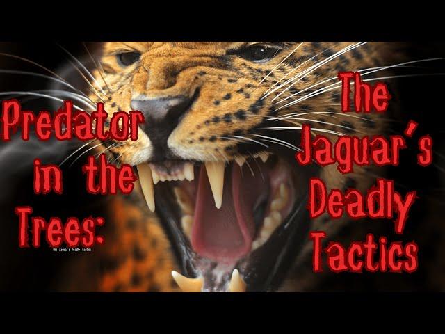 Predator in the Trees The Jaguar’s Deadly Tactics